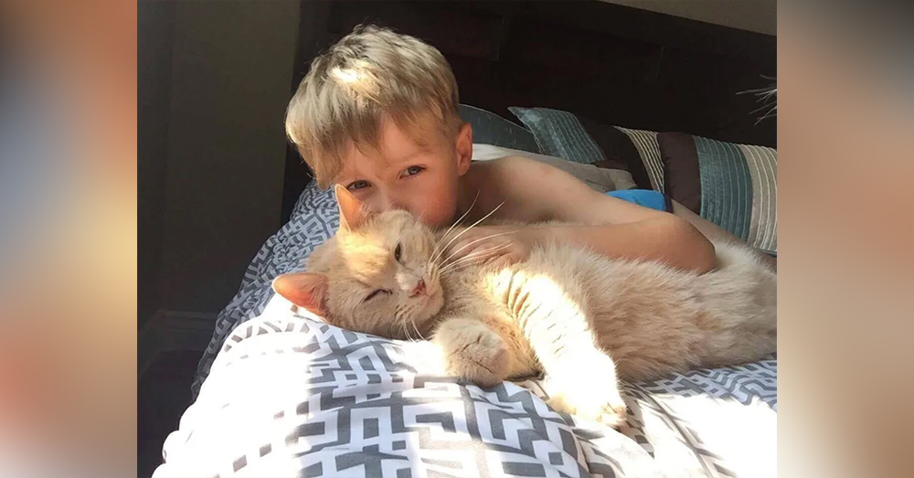 Compassionate Decision: Young Boy's Selection At The Shelter - A 10-Year-Old XL Ginger Cat